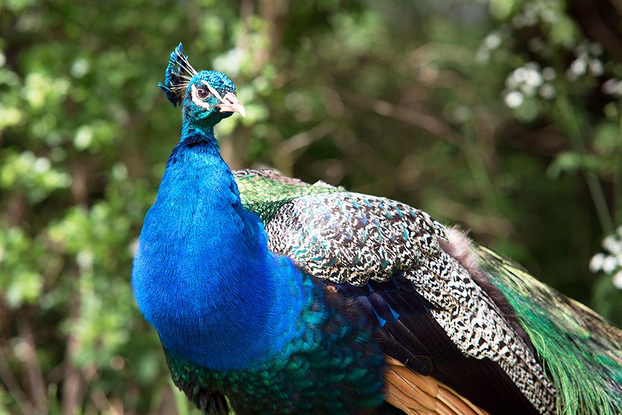 Sherwood Forest Holiday Park Photo