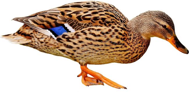 Sherwood Forest Duck
