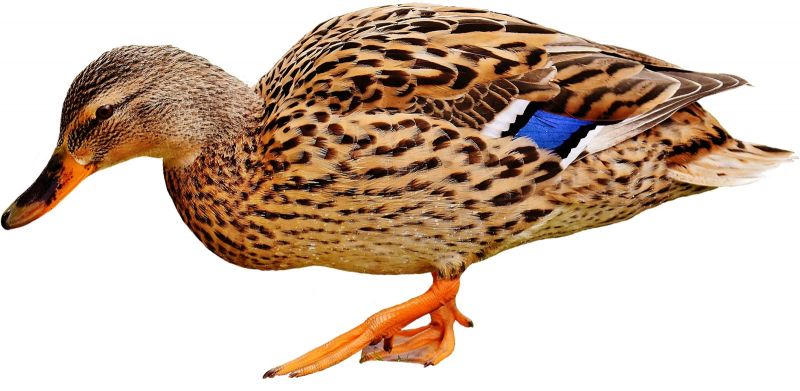 Sherwood Forest Duck