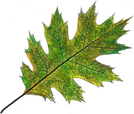 Sherwood Forest Oak Leaf
