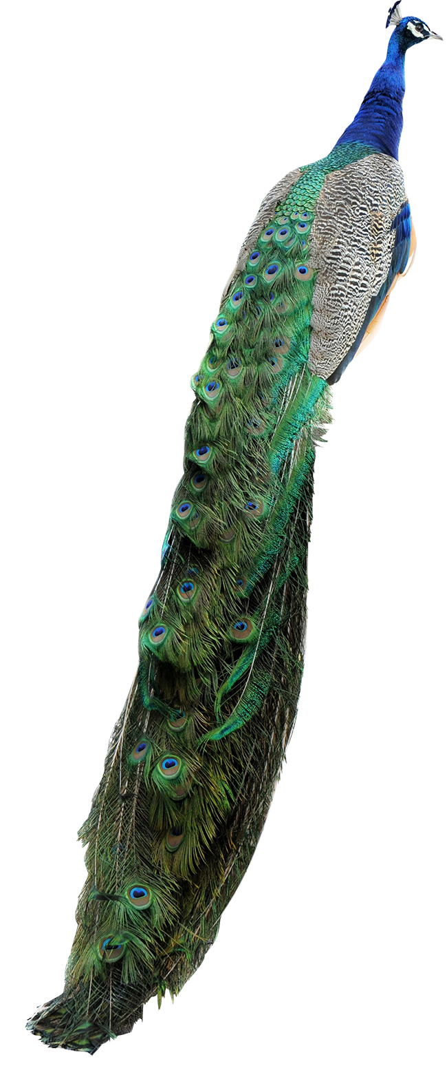 Sherwood Forest Peacock