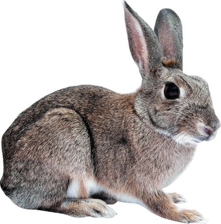 Sherwood Forest Rabbit