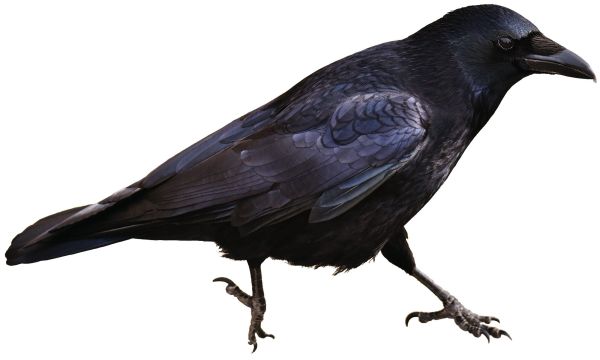 Sherwood Forest Blackbird