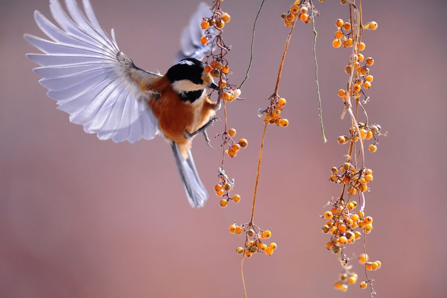 Holiday Availability