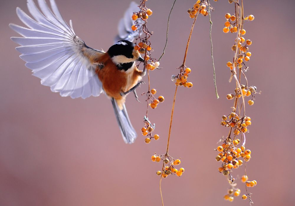 Holiday Availability