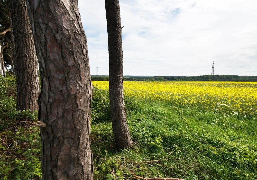 Dog Friendly Campsite