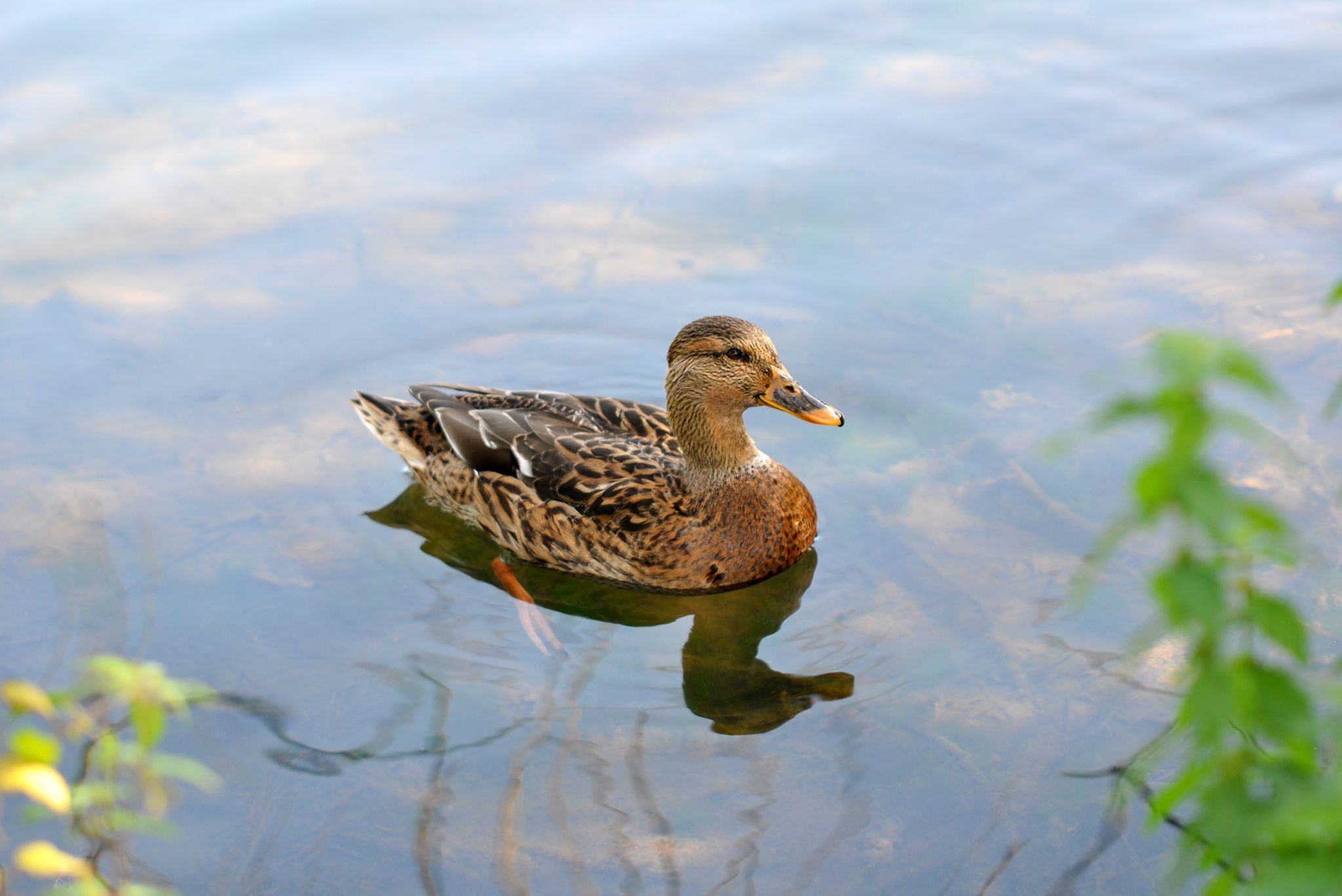 Sherwood Forest Holiday Park Photo