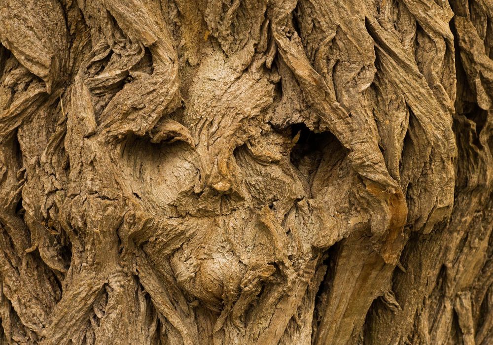 Sherwood Forest Major Oak