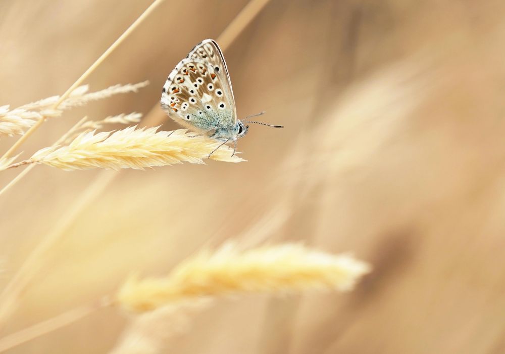 Holiday Availability