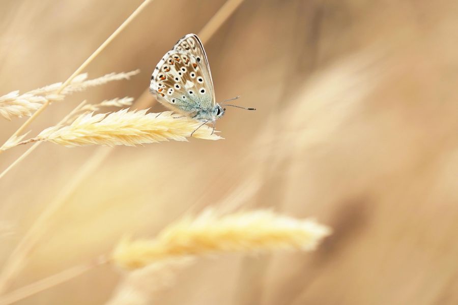 Holiday Availability